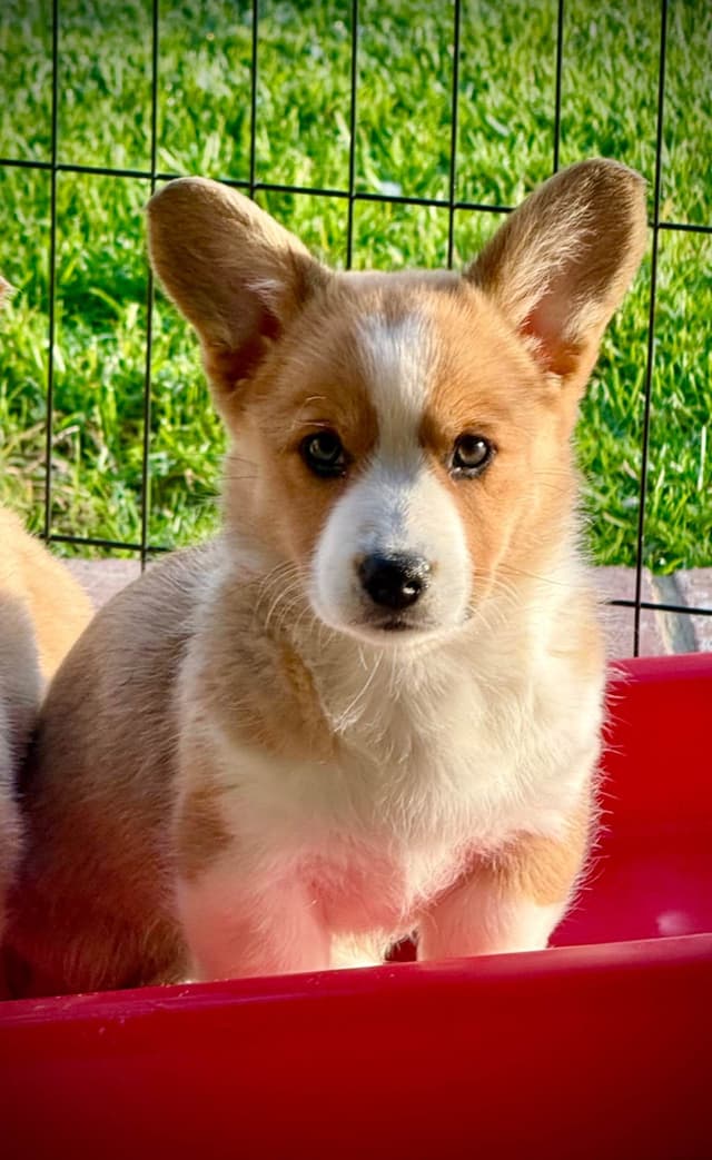 Cardigan Welsh Corgi FEMALE Puppies media 2