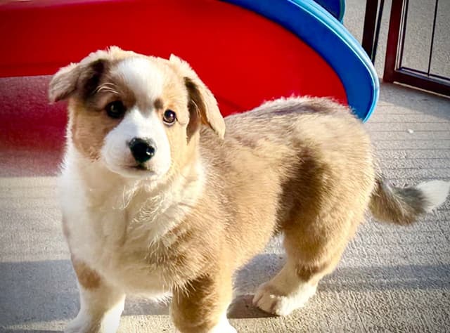 Cardigan Welsh Corgi FEMALE Puppies media 3