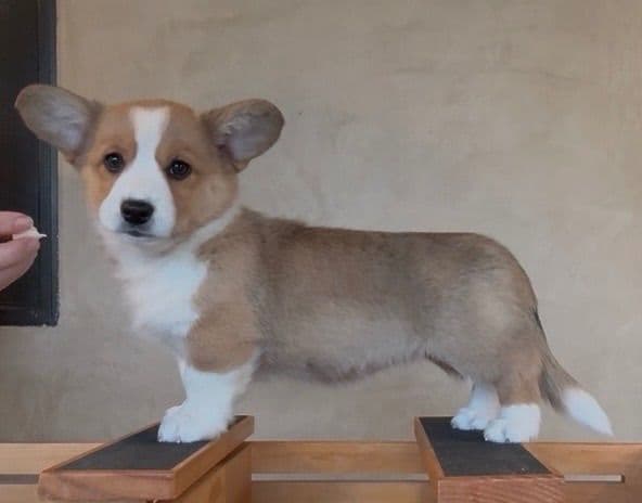 Cardigan Welsh Corgi FEMALE Puppies media 5