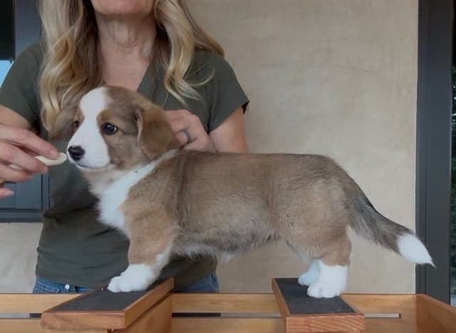 Cardigan Welsh Corgi FEMALE Puppies media 6
