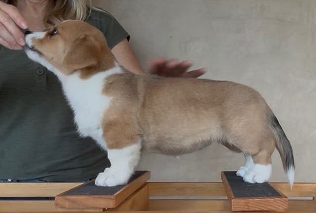 Cardigan Welsh Corgi FEMALE Puppies media 7