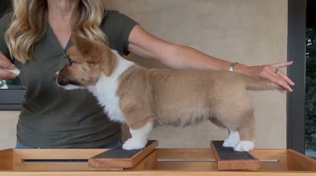 Cardigan Welsh Corgi FEMALE Puppies media 8