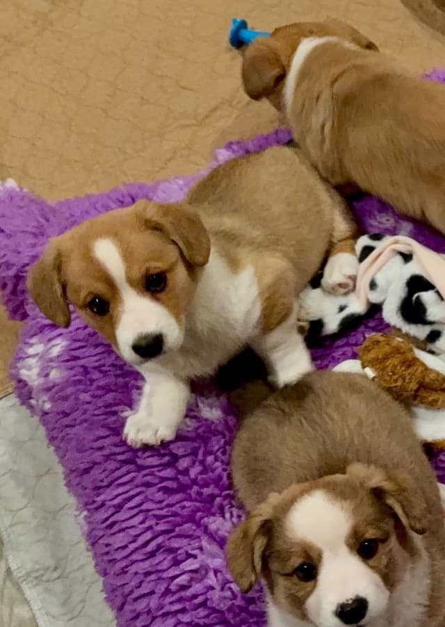 Cardigan Welsh Corgi FEMALE Puppies media 10