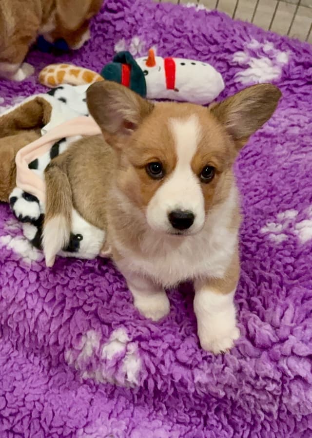 Cardigan Welsh Corgi FEMALE Puppies media 11