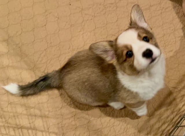 Cardigan Welsh Corgi FEMALE Puppies media 12