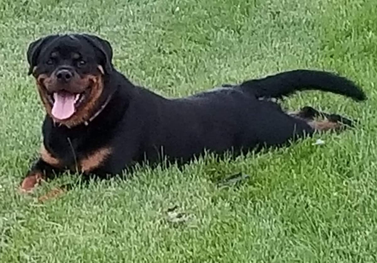 Rottweiler Puppies breeder image 1