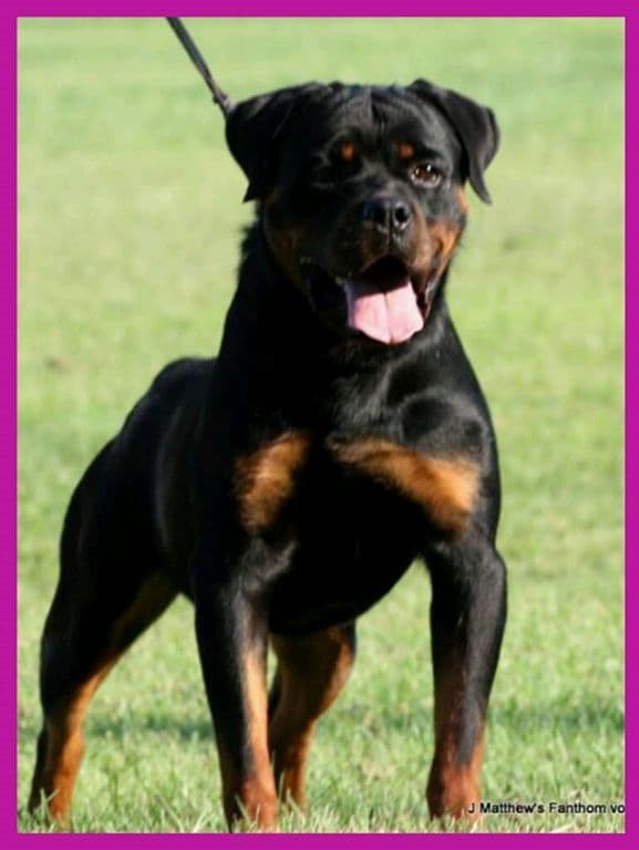 Rottweiler Puppies breeder image 2