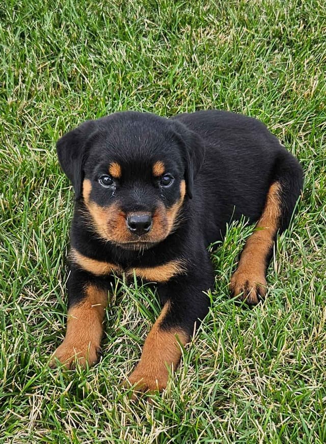 Rottweiler Puppies media 2