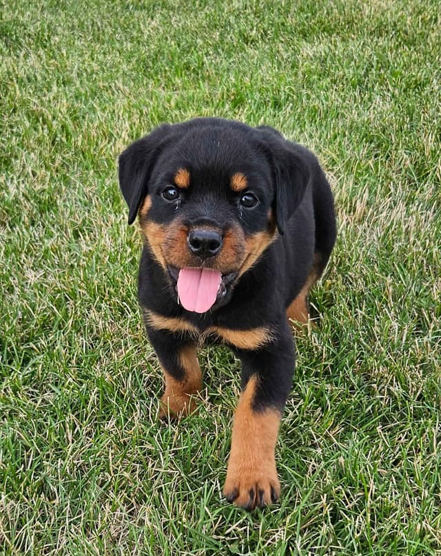 Rottweiler Puppies media 3