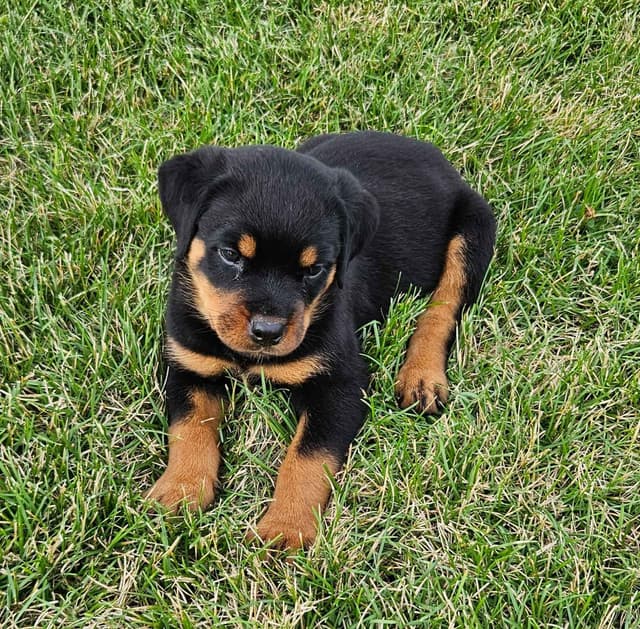 Rottweiler Puppies media 4