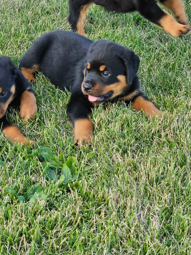 Rottweiler Puppies media 5