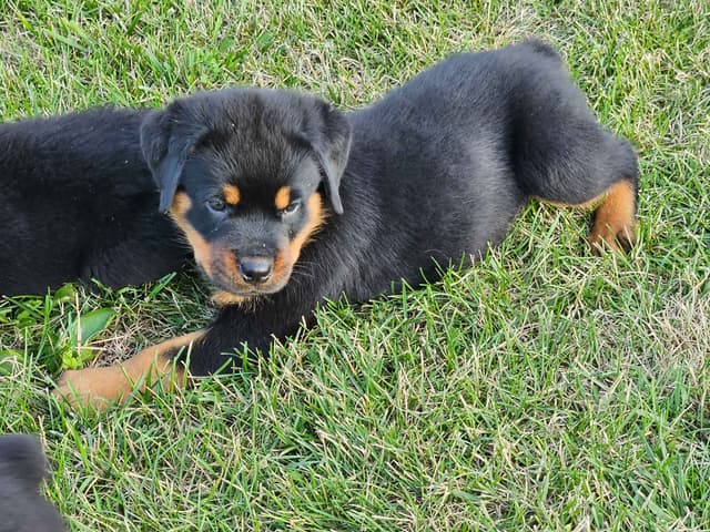Rottweiler Puppies media 6