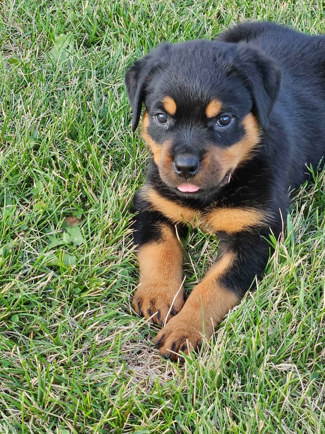 Rottweiler Puppies media 7