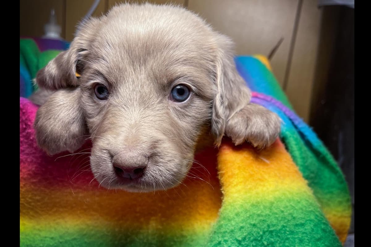 Weimaraner Puppies breeder image 1