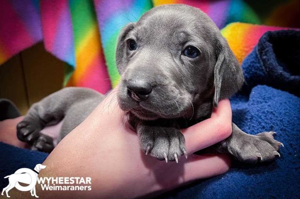 Weimaraner Puppies breeder image 3
