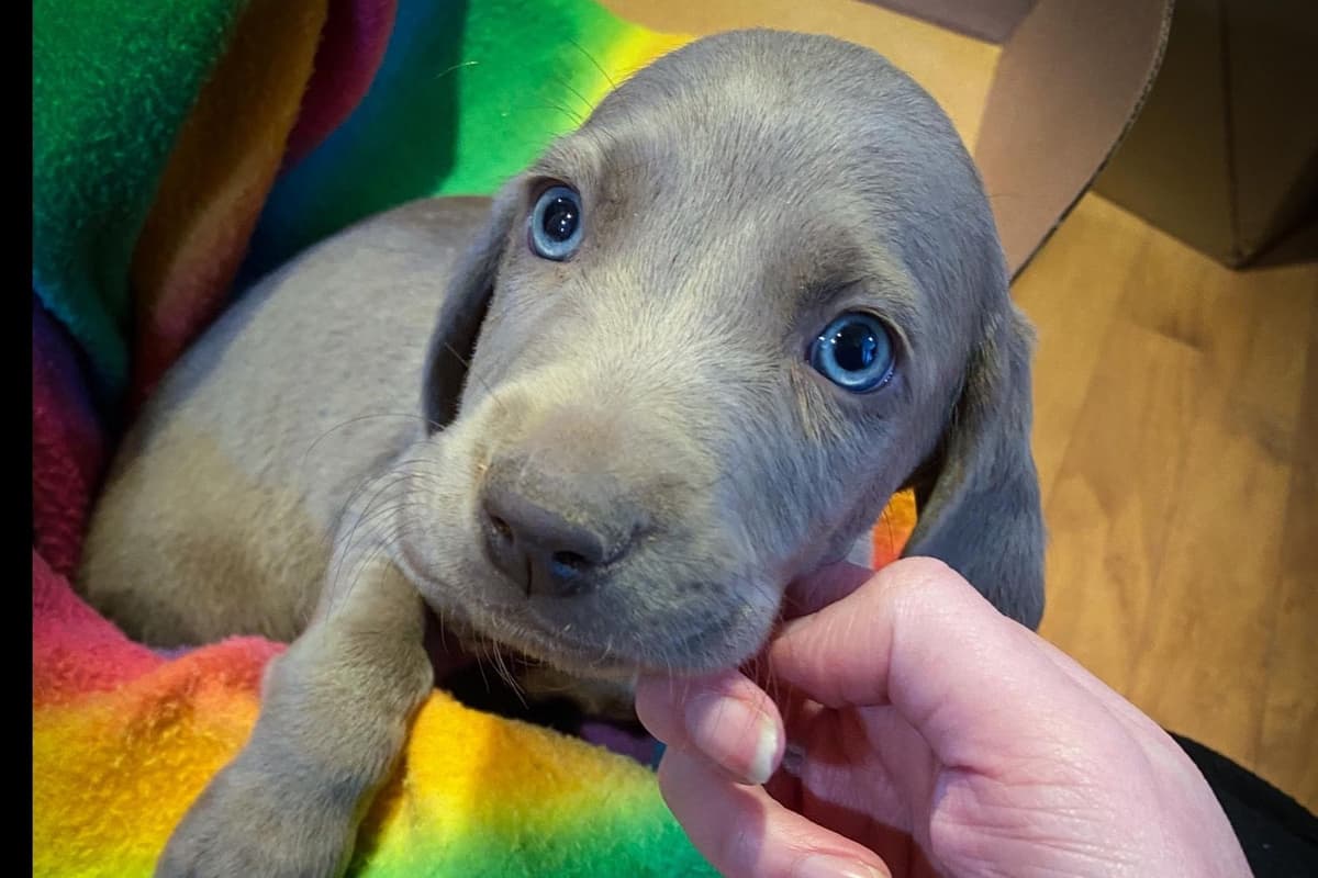 Weimaraner Puppies breeder image 4