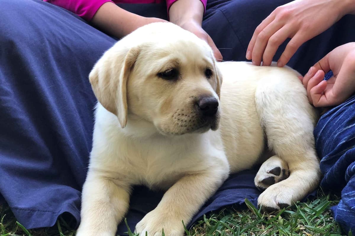 Labrador Retriever Puppy breeder image 8