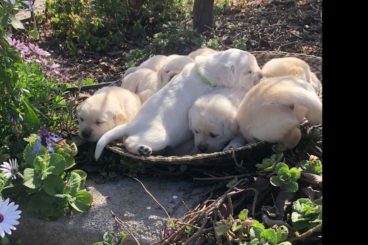 Labrador Retriever Puppy breeder image 4