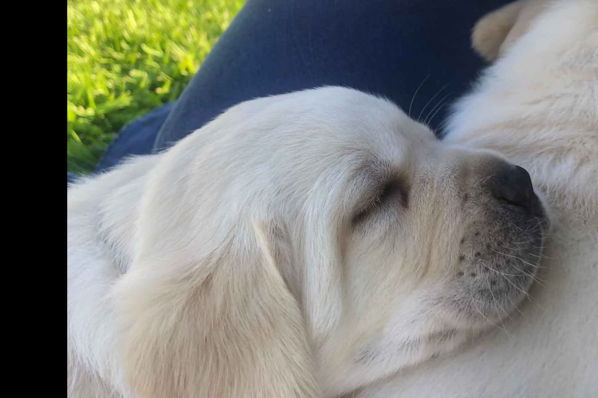 Labrador Retriever Puppy breeder image 10