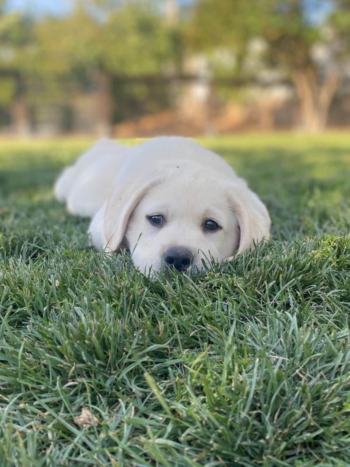 Labrador Retriever Puppy breeder image 3