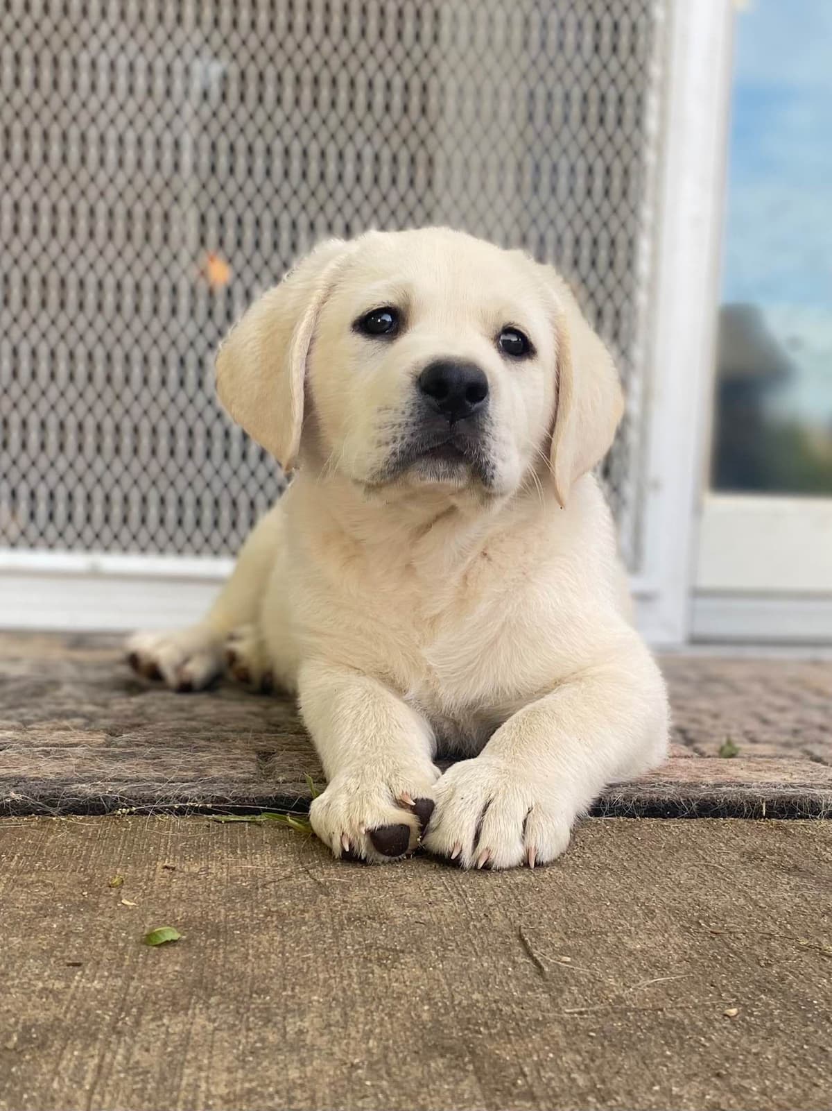 Labrador Retriever Puppy breeder image 5