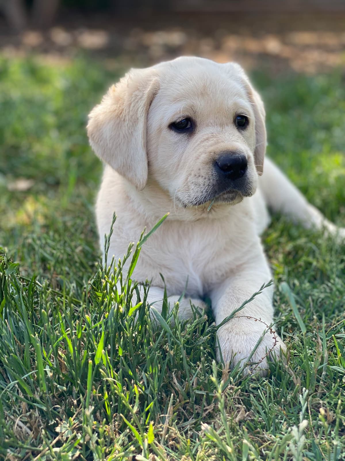 Labrador Retriever Puppy breeder image 13