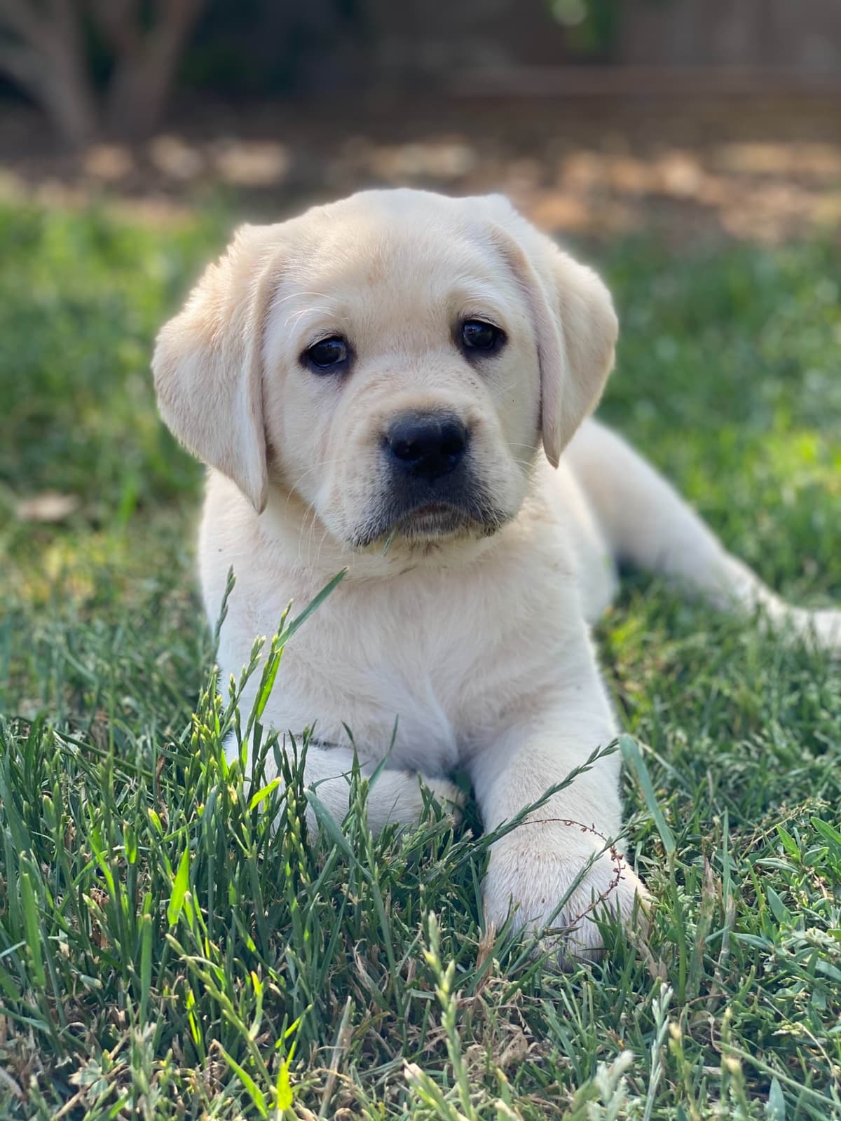 Labrador Retriever Puppy breeder image 2