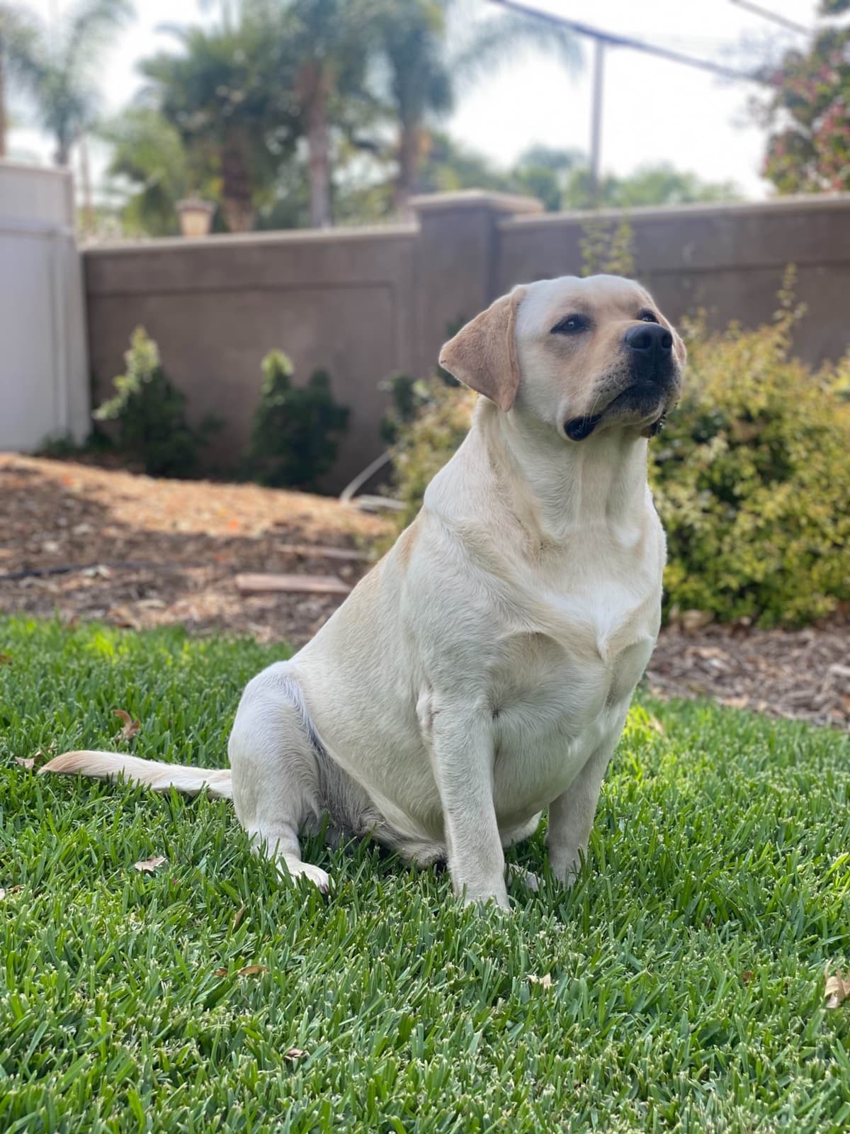 Labrador Retriever Puppy breeder image 14