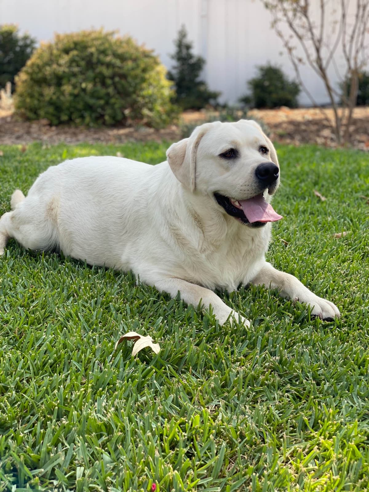 Labrador Retriever Puppy breeder image 15