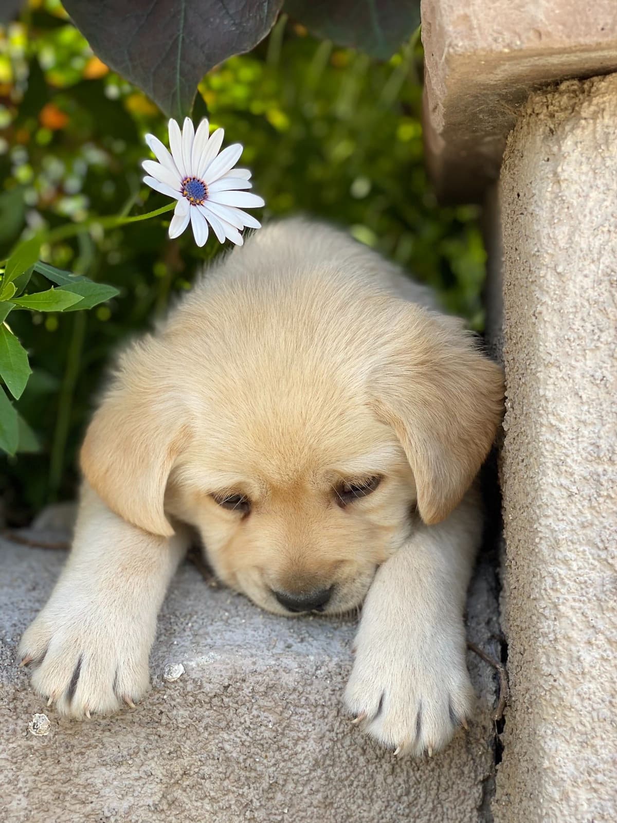 Labrador Retriever Puppy breeder image 1