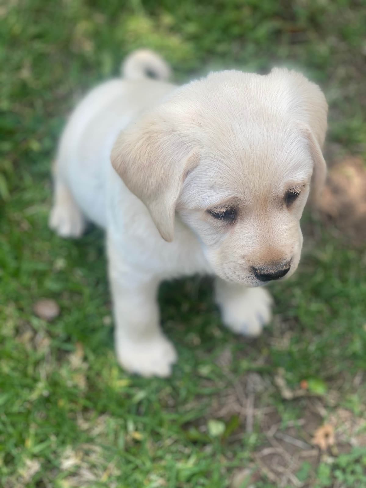 Labrador Retriever Puppy breeder image 12