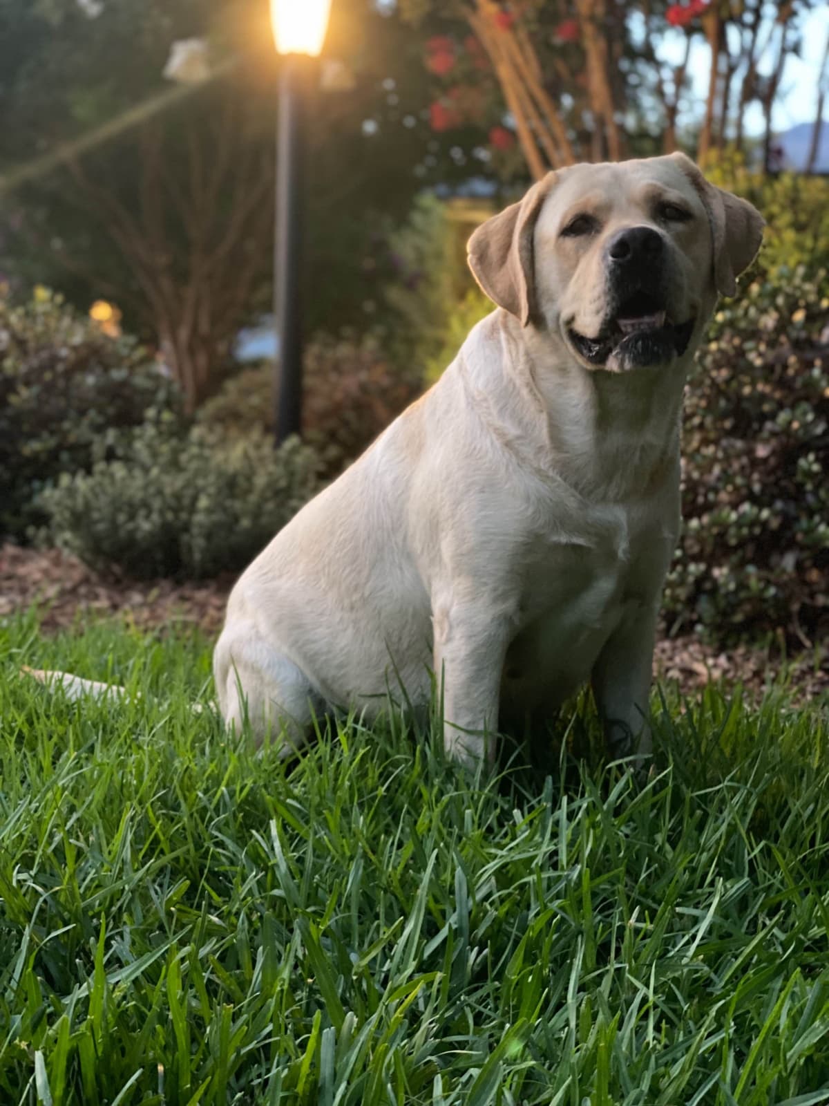 Labrador Retriever Puppy breeder image 16