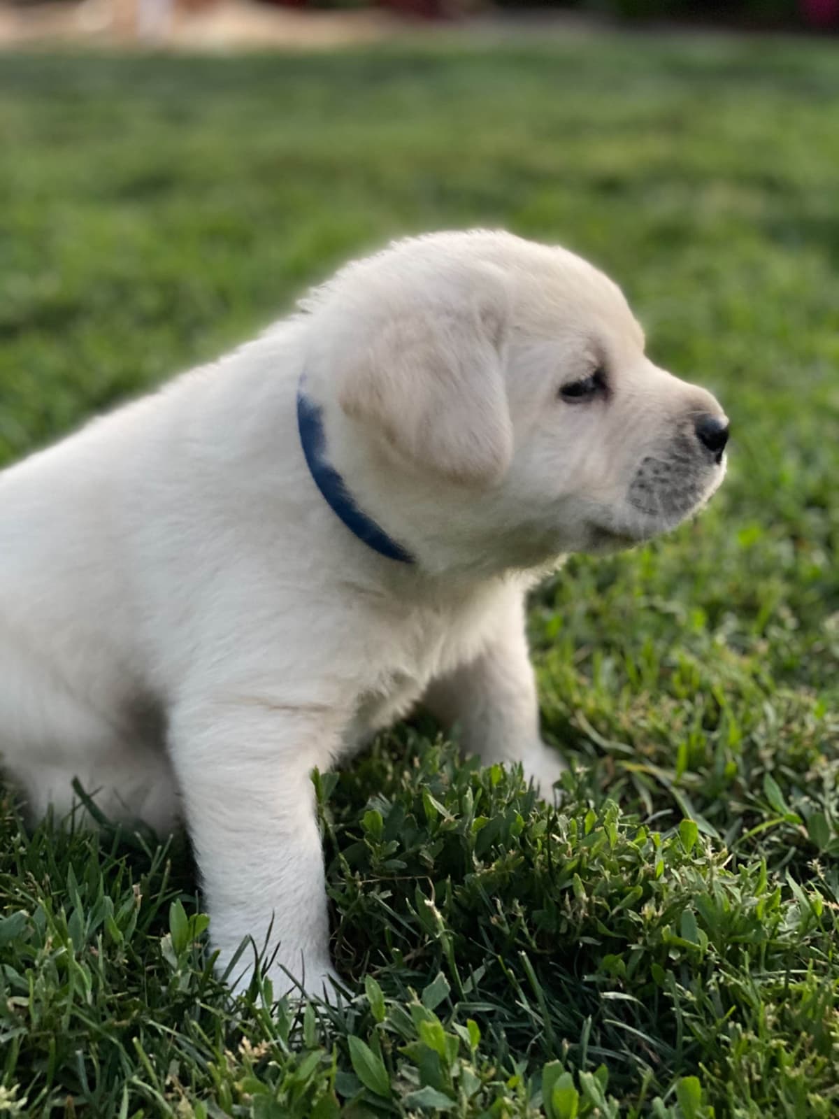 Labrador Retriever Puppy breeder image 7