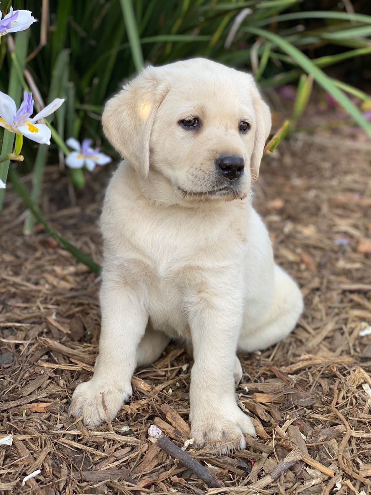 Labrador Retriever Puppy breeder image 9