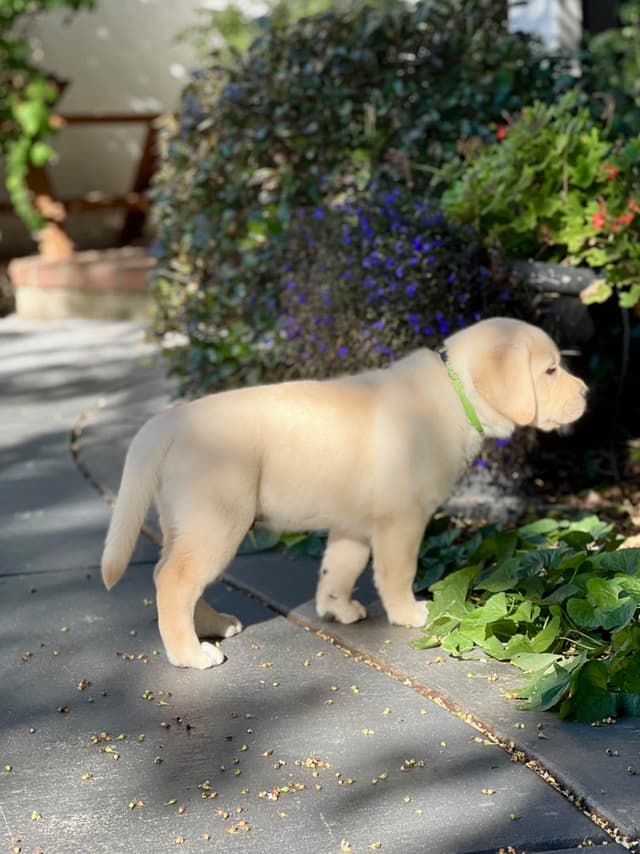 Labrador Retriever Puppy media 2