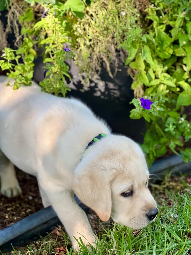Labrador Retriever Puppy media 3