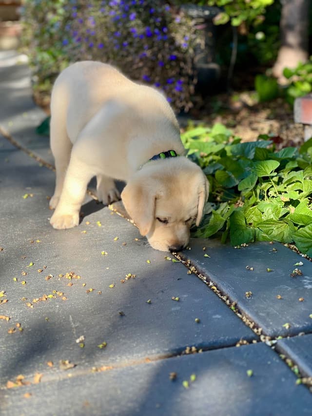 Labrador Retriever Puppy media 7