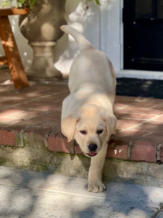 Labrador Retriever Puppy media 4