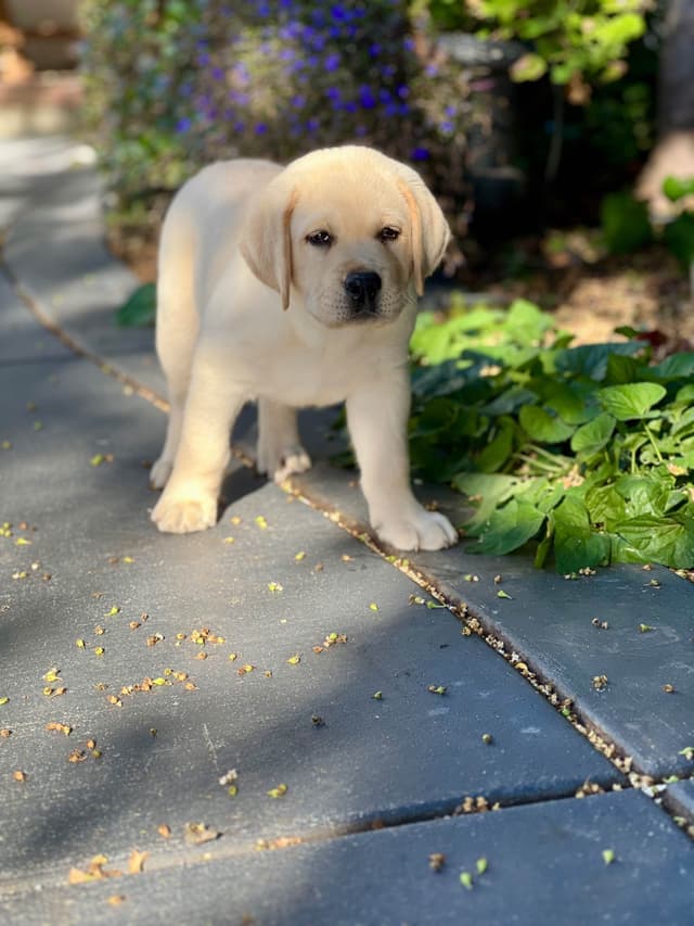 Labrador Retriever Puppy media 6