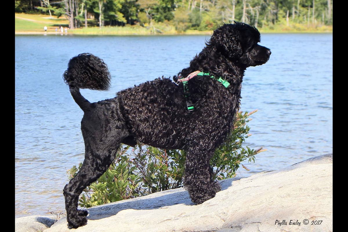 Portuguese Water Dog Puppies breeder image 1