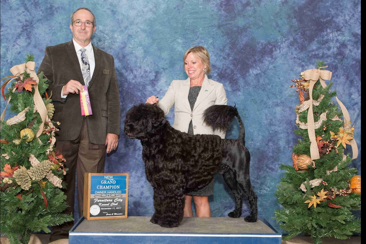 Portuguese Water Dog Puppies breeder image 3