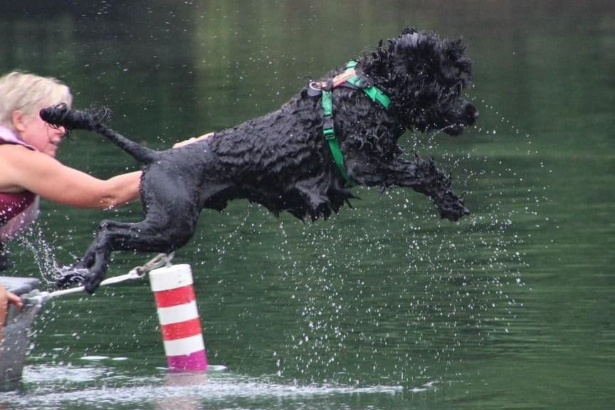 Portuguese Water Dog Puppies breeder image 4