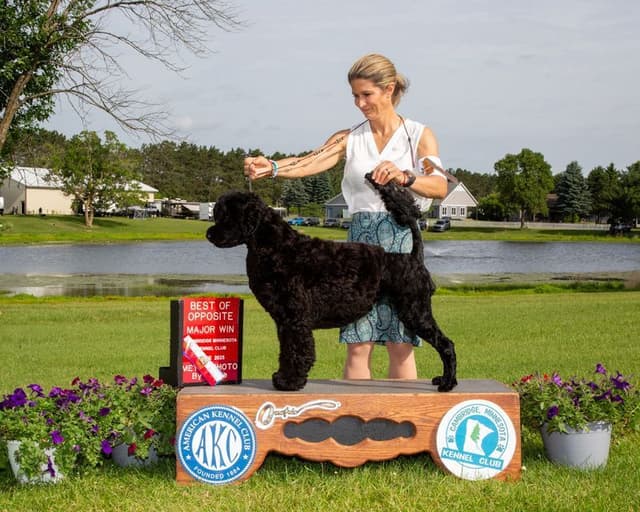 Portuguese Water Dog Puppies media 2