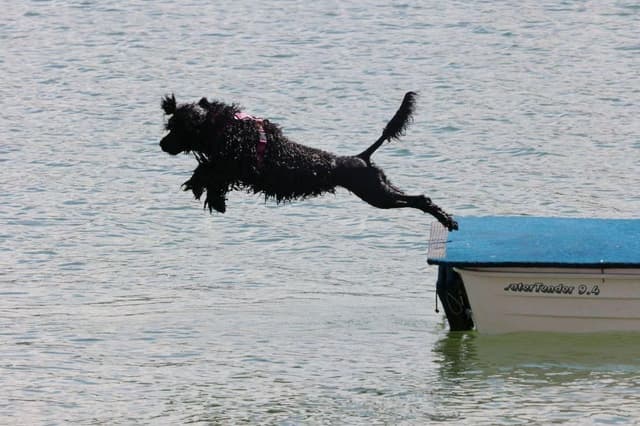 Portuguese Water Dog Puppies media 4