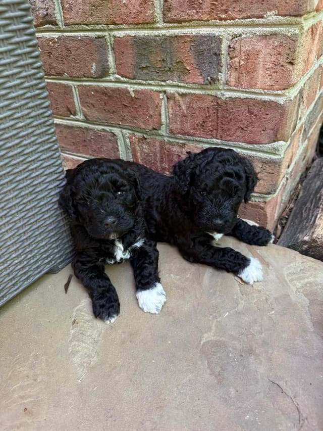 Portuguese Water Dog Puppies media 5