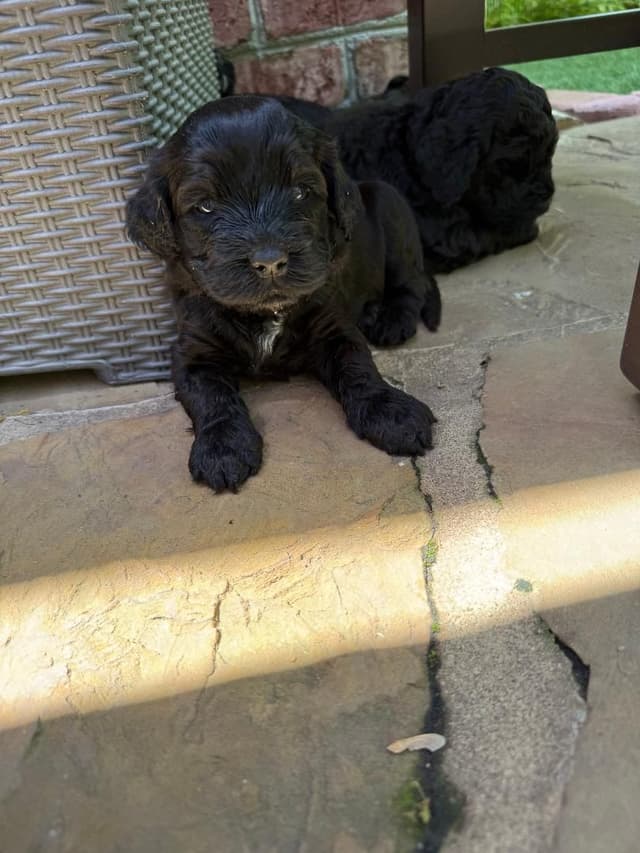 Portuguese Water Dog Puppies media 7