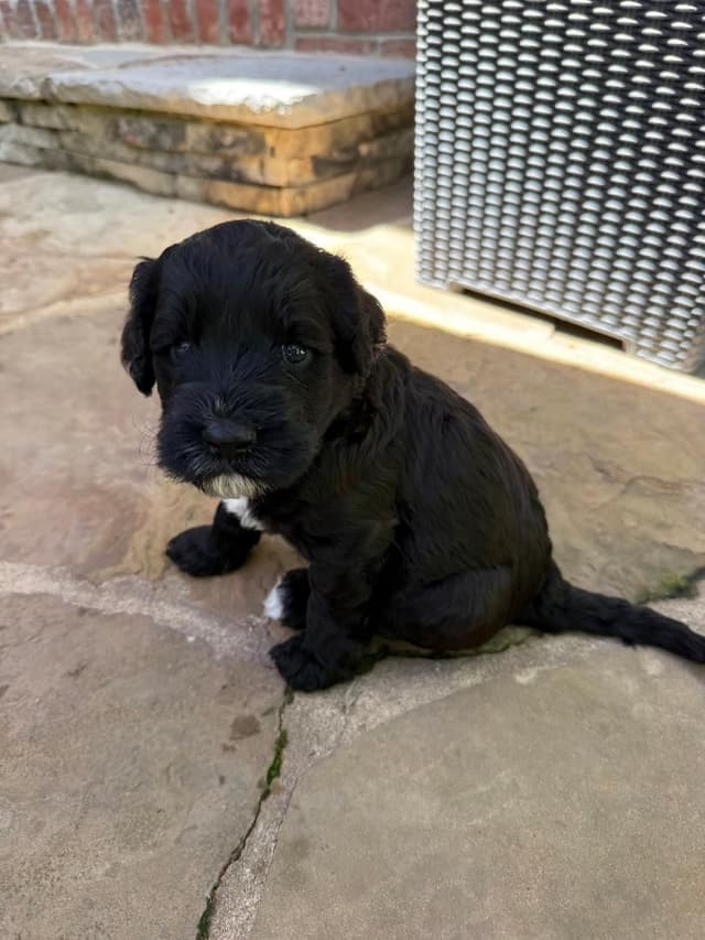 Portuguese Water Dog Puppies media 8