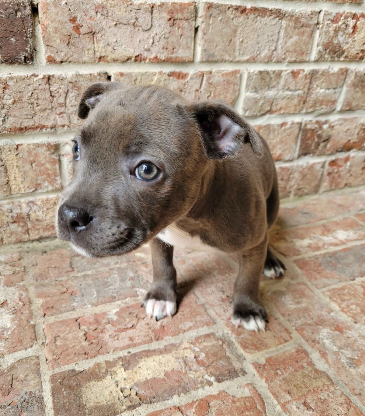 BLUE Staffordshire Bull Terrier Puppies breeder image 13