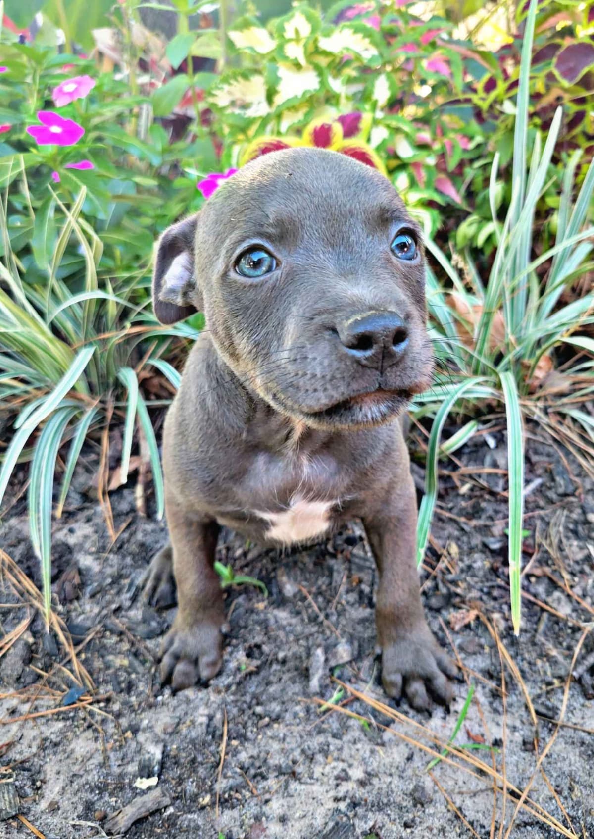 BLUE Staffordshire Bull Terrier Puppies breeder image 15
