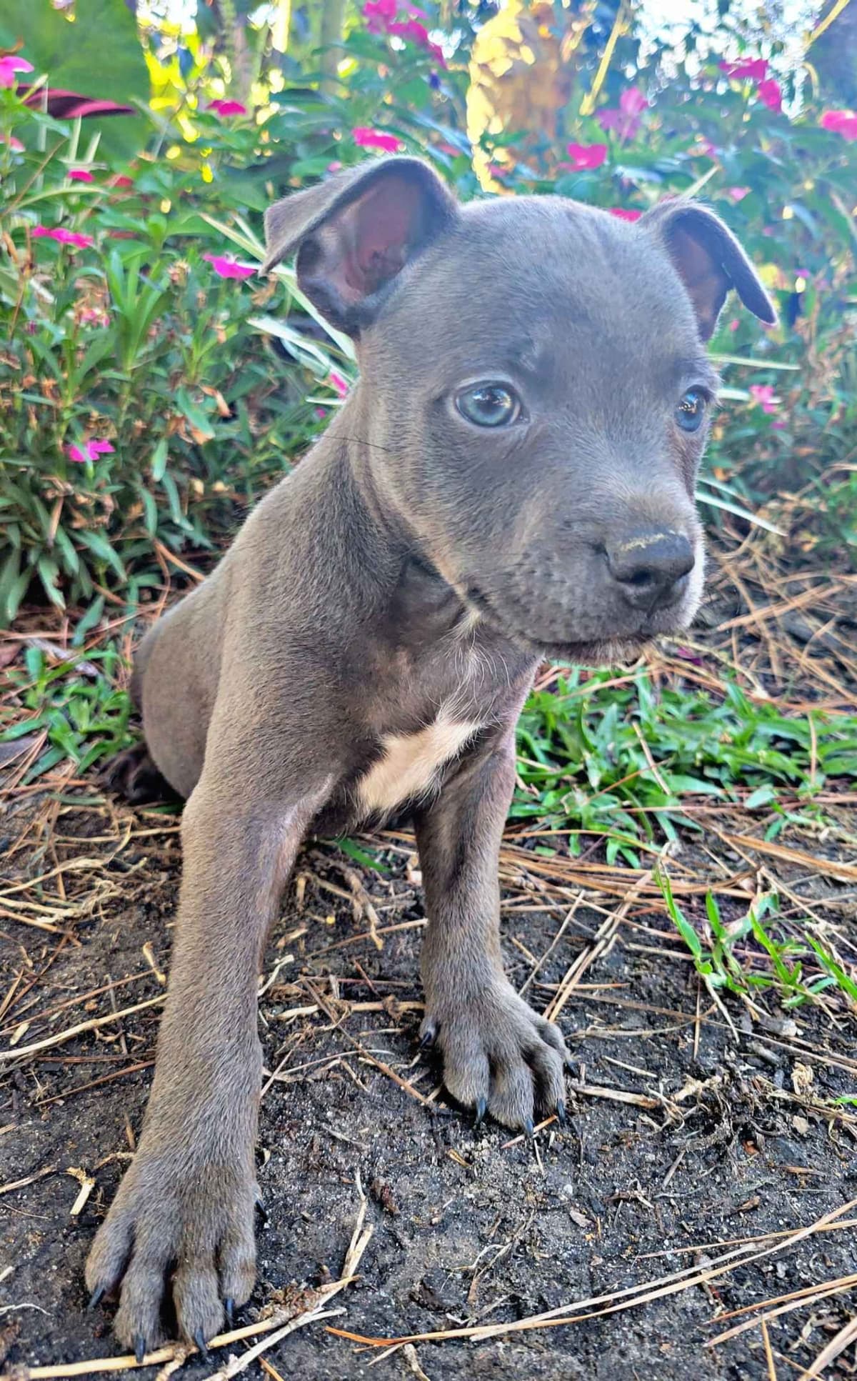 BLUE Staffordshire Bull Terrier Puppies breeder image 16